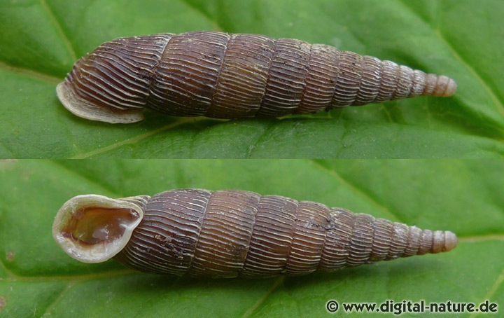 Die Arten der Familie Clausiliidae