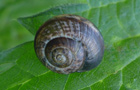 Baumschnecke