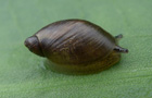 Schlanke Bernsteinschnecke