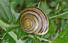 Garten-Bänderschnecke