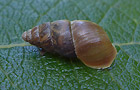 Kleine Vielfraßschnecke