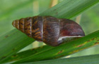 Berg-Vielfraßschnecke