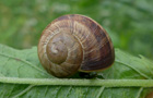 Weinbergschnecke