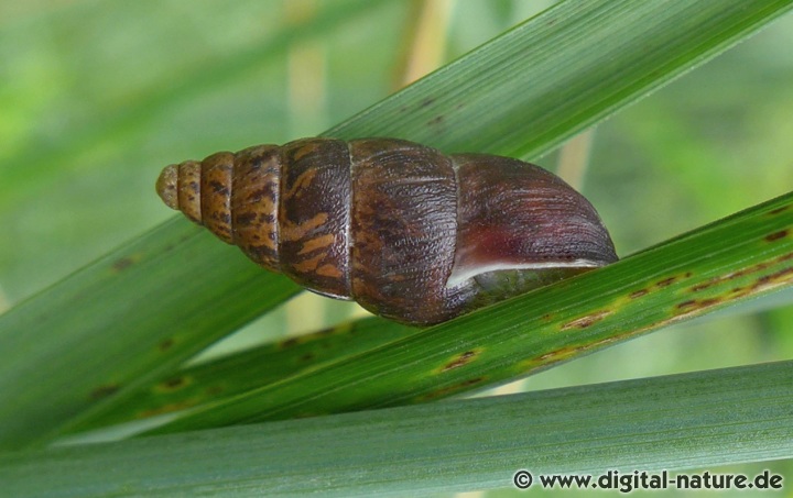 Die Berg-Vielfraßschnecke bevorzugt die höheren Lagen der Mittelgebirge