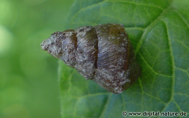 Die Jungtiere der Berg-Turmschnecke