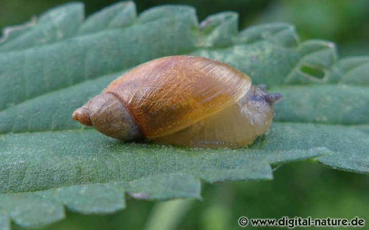 Bernsteinschnecke und der Saugwurm Leucochloridium paradoxum