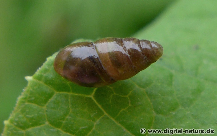 Die Vertreter der Familie Cochlicopidae