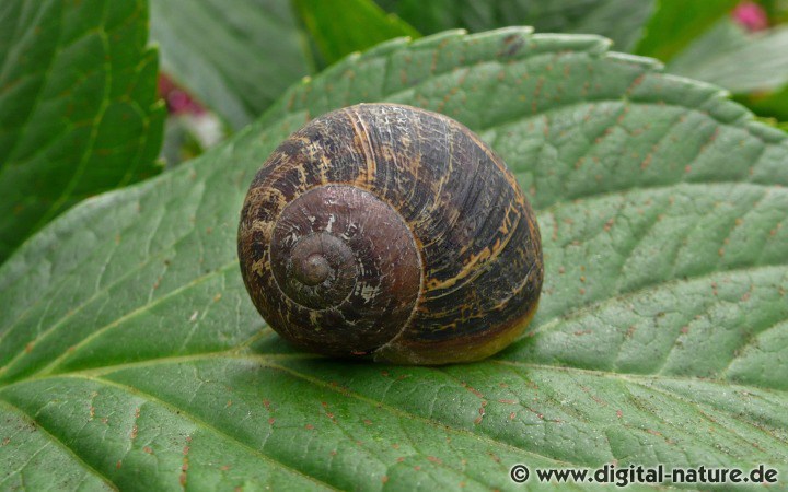 Die Gefleckte Weinbergschnecke ist ursprünglich im Mittelmeergebiet beheimatet