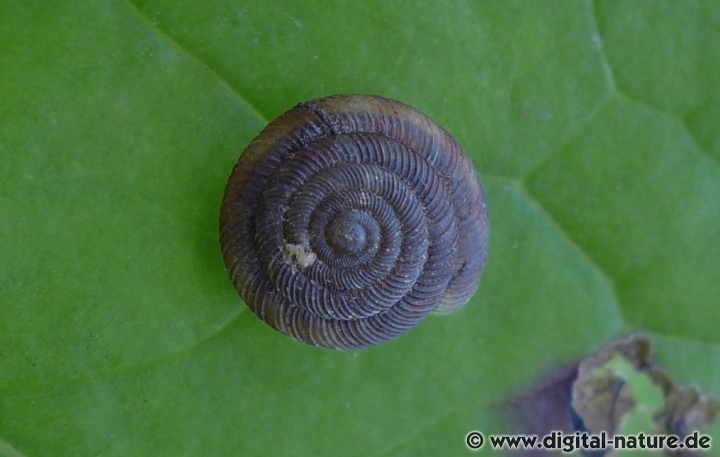 Die Gefleckte Schüsselschnecke bevorzugt feuchte Lebensräume