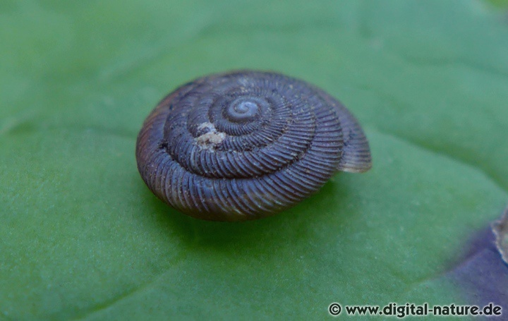 Discus rotundatus ist unter dem Namen Gefleckte Knopfschnecke bekannt