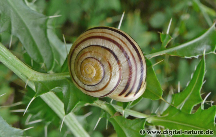 Cepaea hortensis ist sehr variabel gefärbt