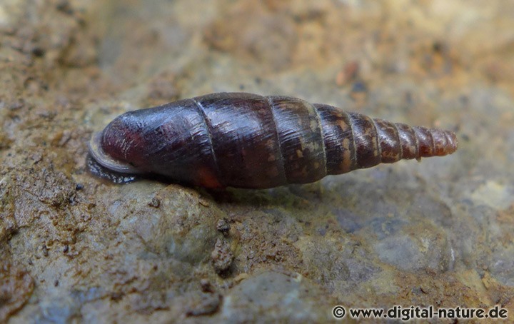 Cochlodina laminata lebt in verschiedenen Wäldern