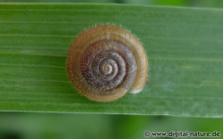 Trochulus hispidus lebt in Wäldern oder auf Ruderalflächen