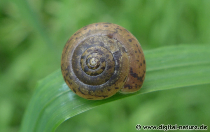 Monachoides incarnatus lebt auf dem Waldboden
