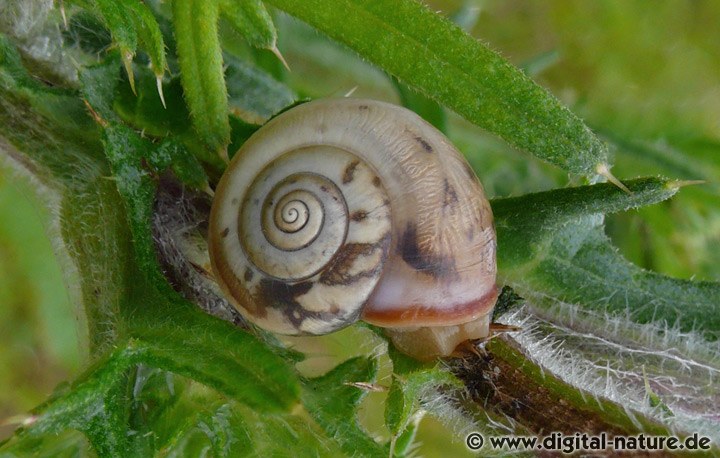 Monacha cartusiana war ursprünglich in Süd- und Westeuropa beheimatet