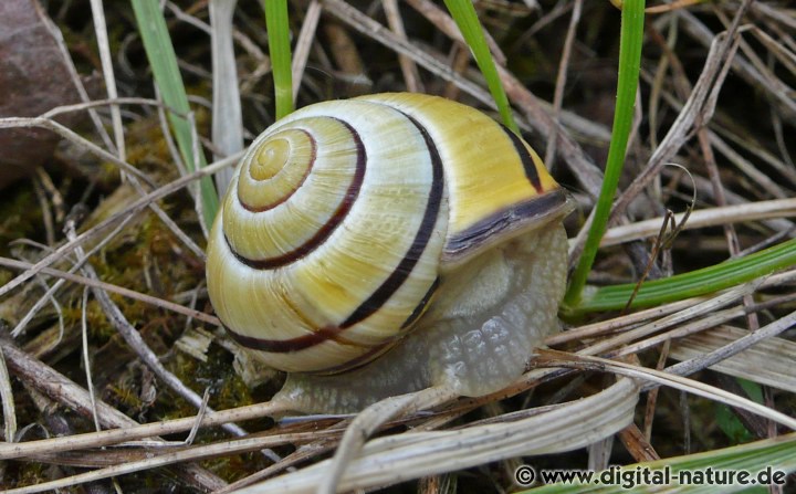 Cepaea nemoralis hat eine dunkle Gehäusemündung