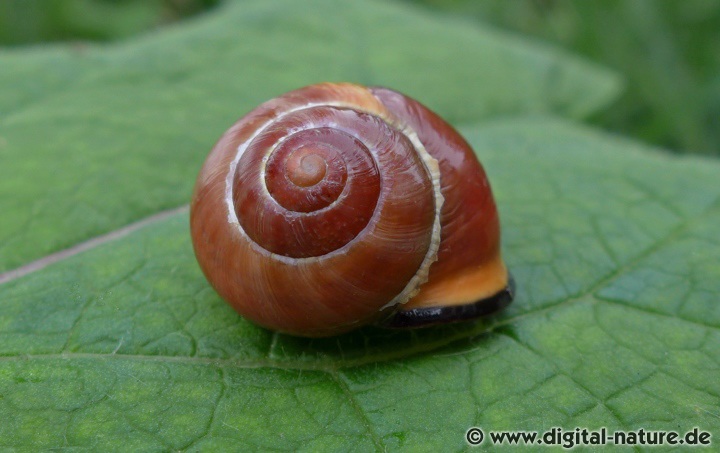 Cepaea nemoralis überwintert in der Erde