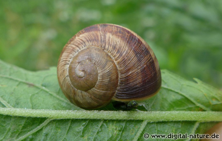 Manche Exemplare der Weinbergschnecke sind gebändert