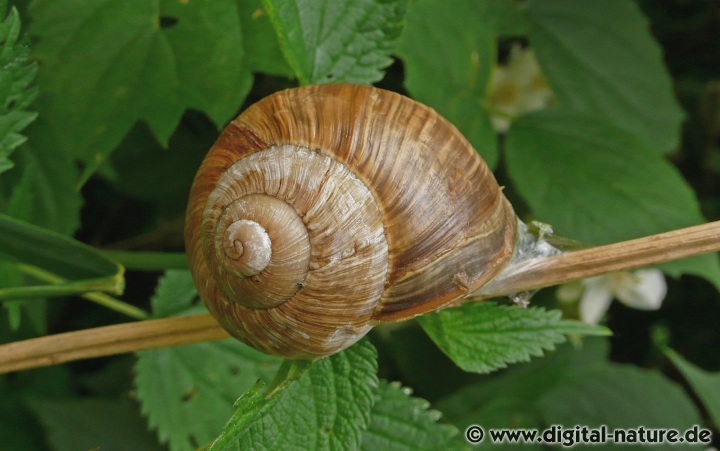 Die Weinbergschnecke auf kalkhaltigem Boden